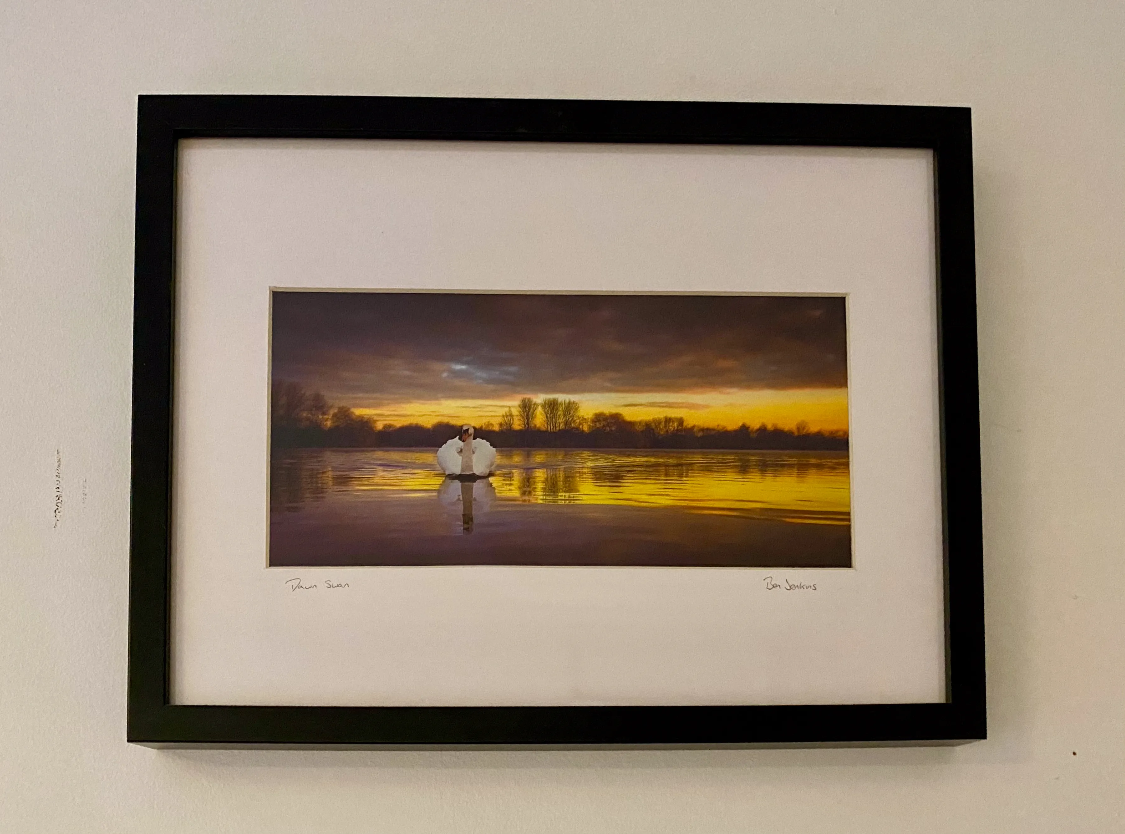 Panoramic photograph of a swan at sunrise, mounted in a black frame