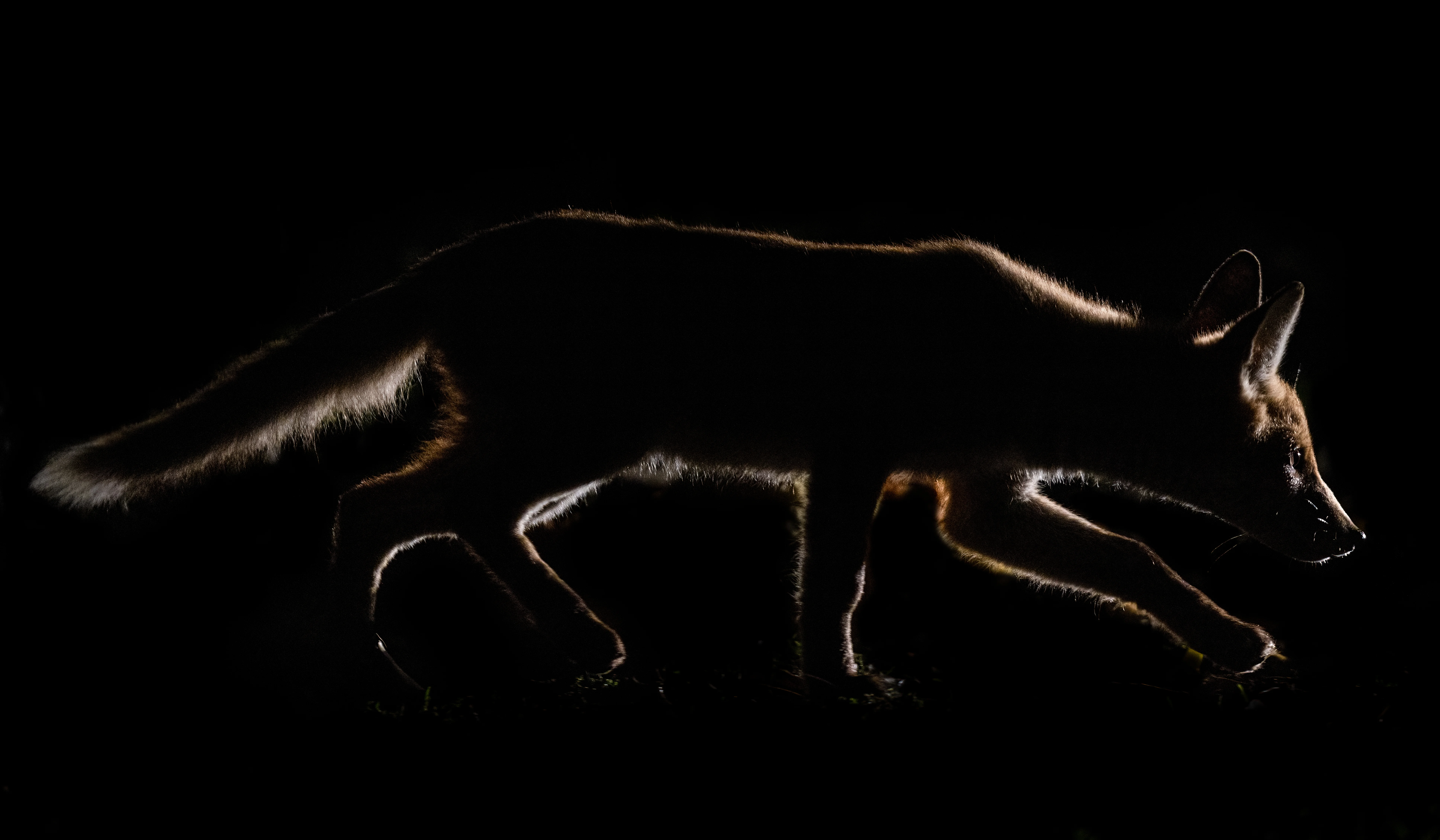 Red fox silhouetted against a dark background, outlined by rim lighting