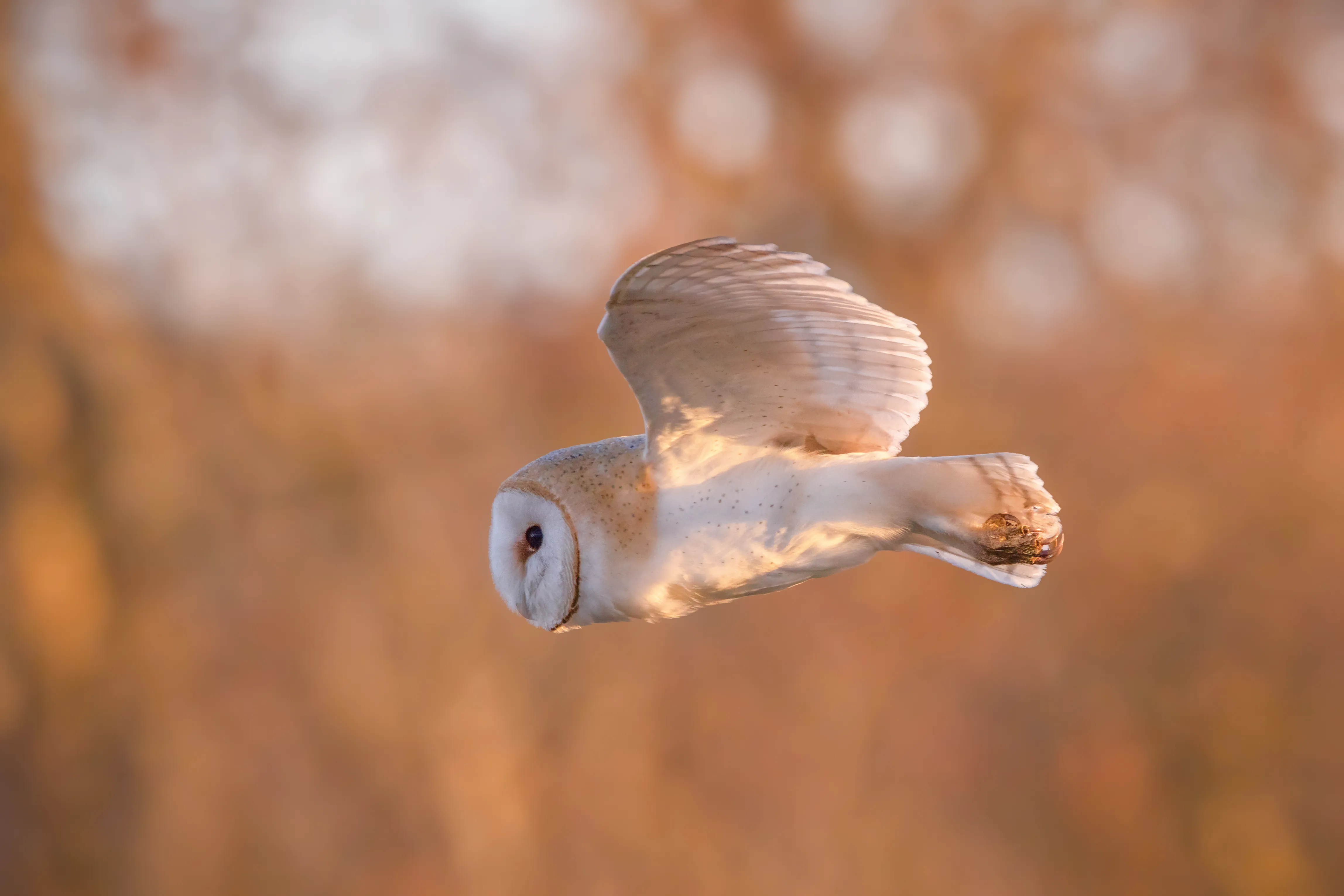 Barn owl flying through warm evening light
