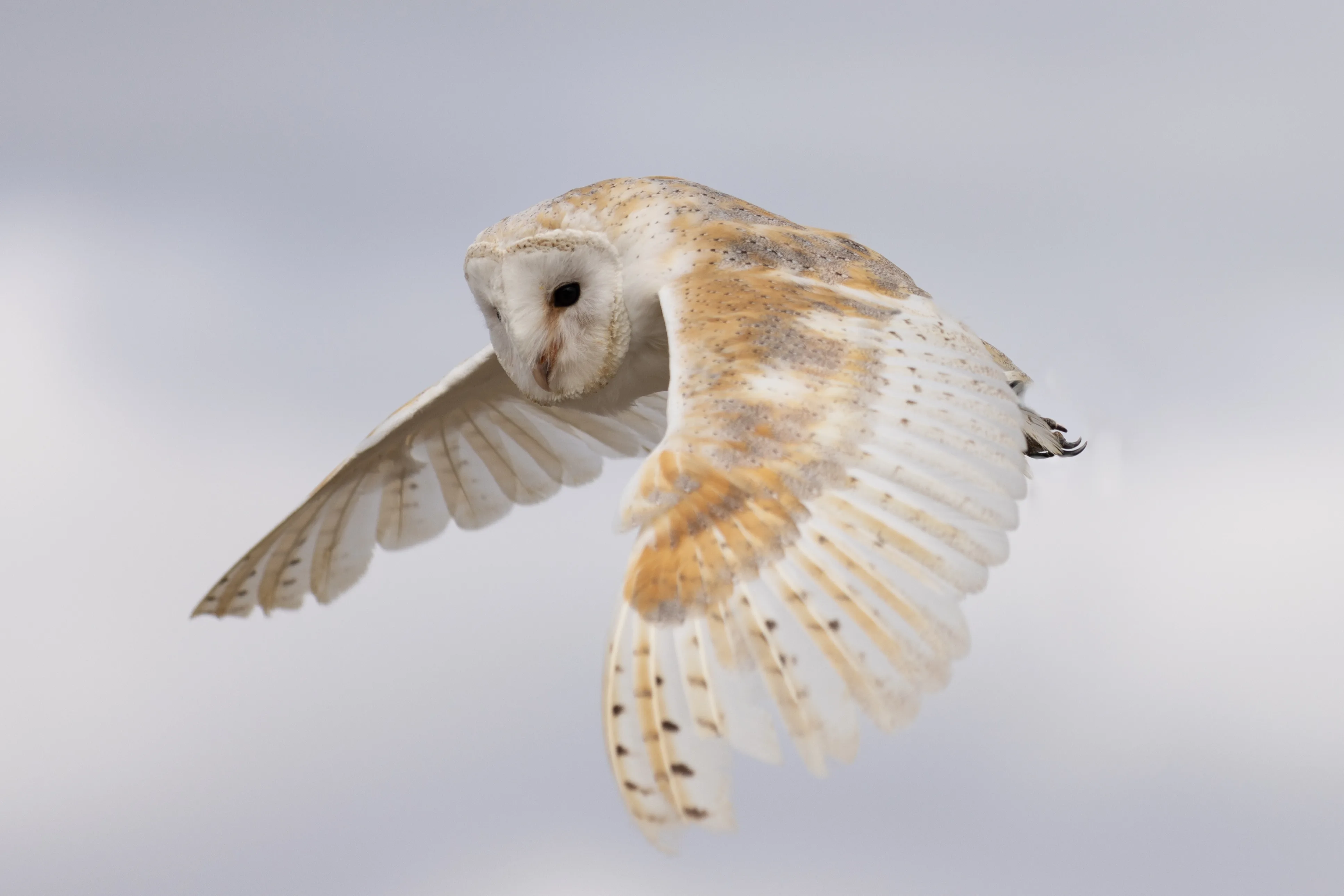Barn owl photographed in flight