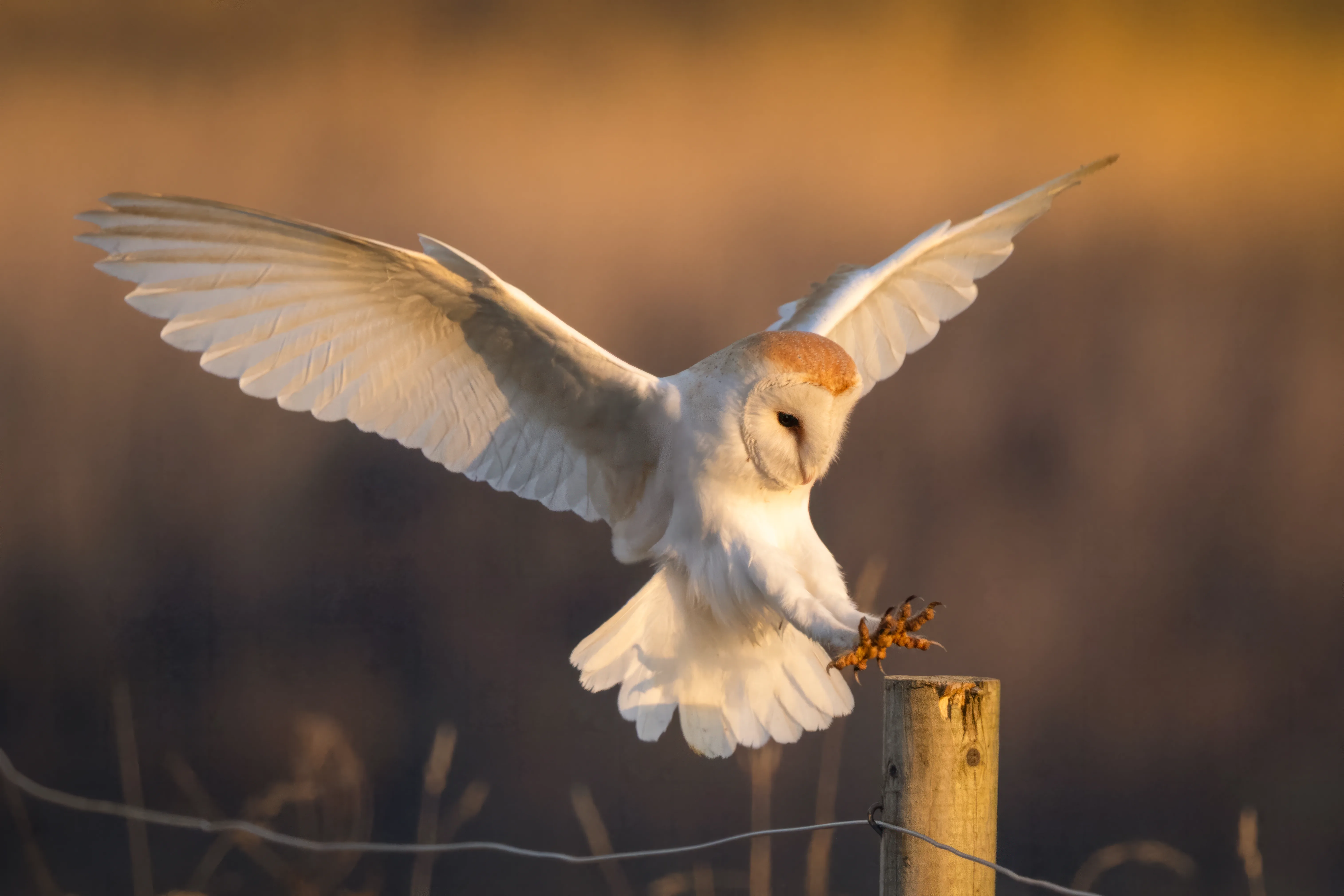 Barn owl coming in to land