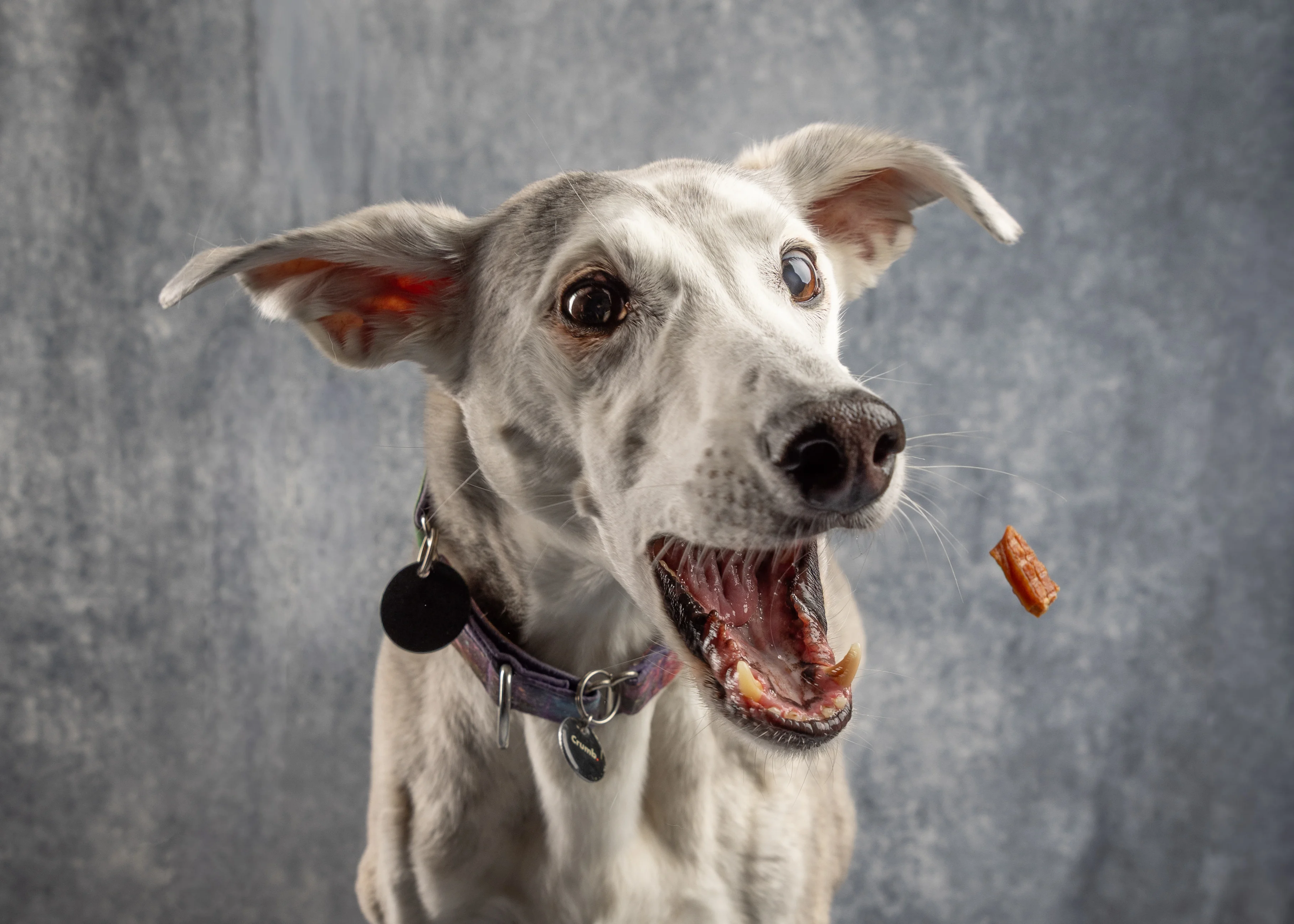Dog captured in a playful moment during a photography session