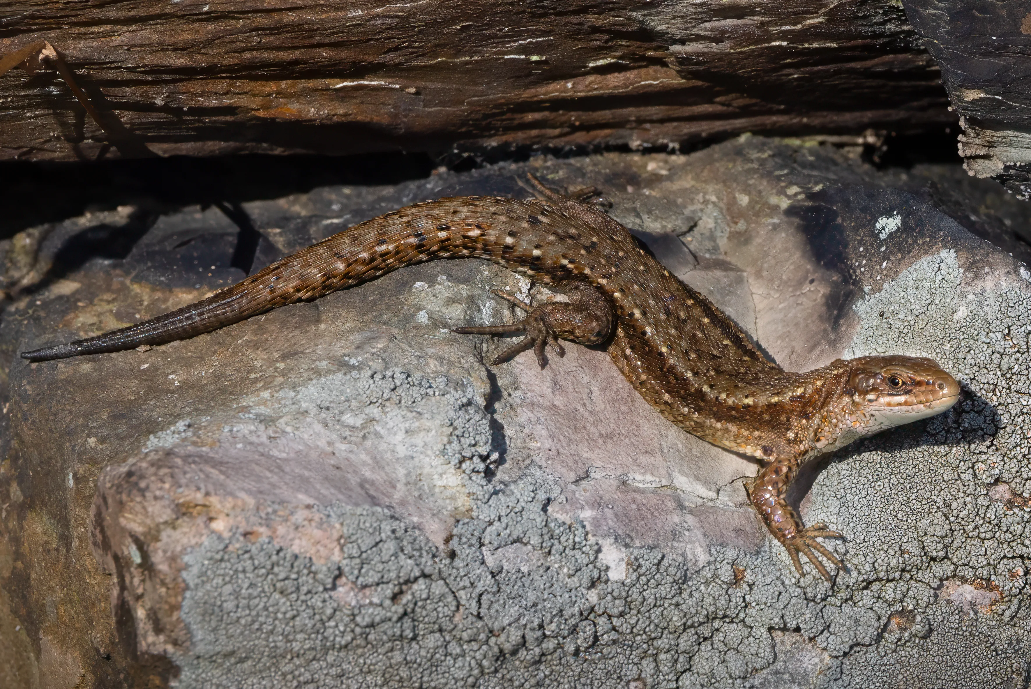 Common lizard resting on weathered wood