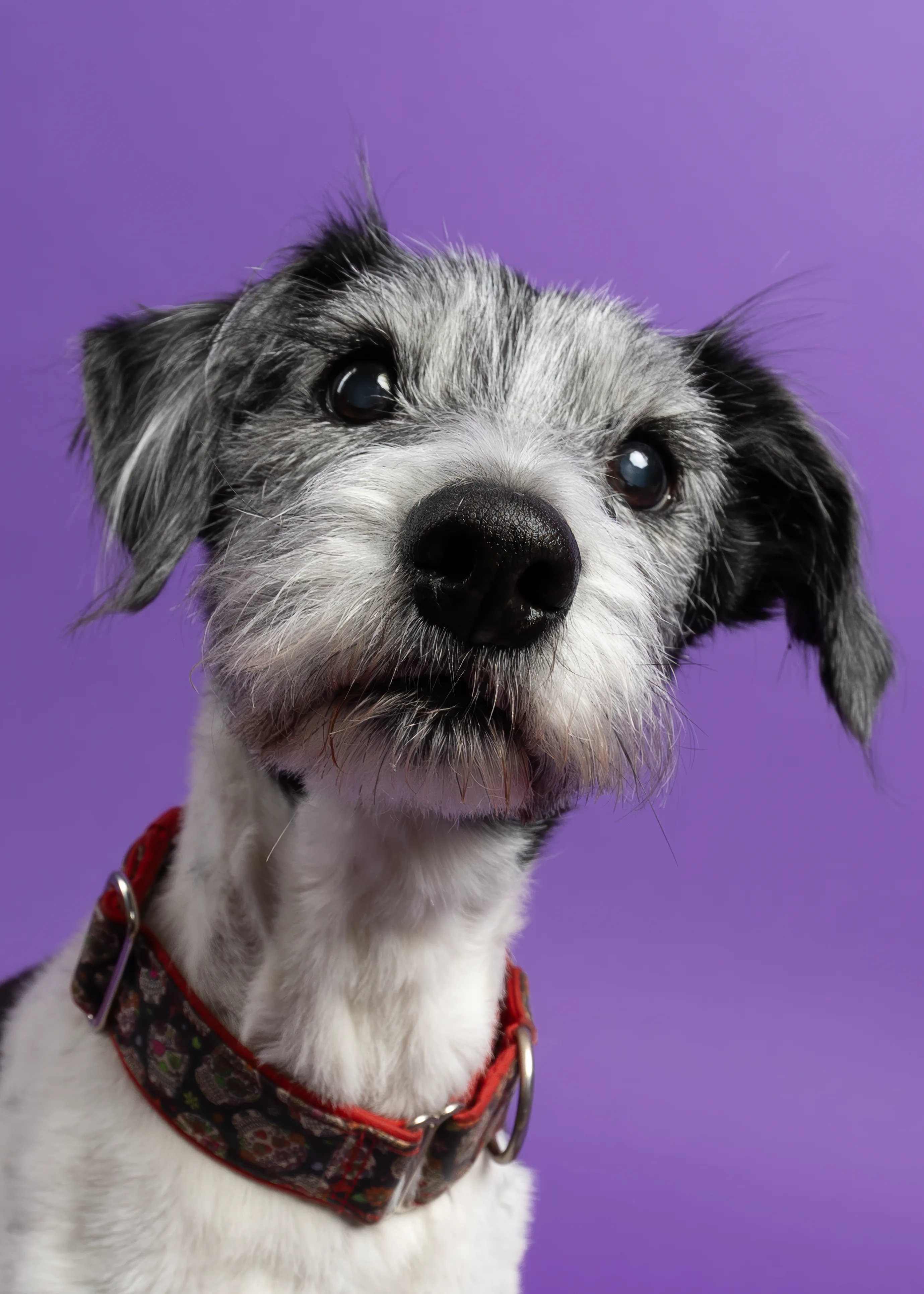 Curious dog looking attentively towards the camera