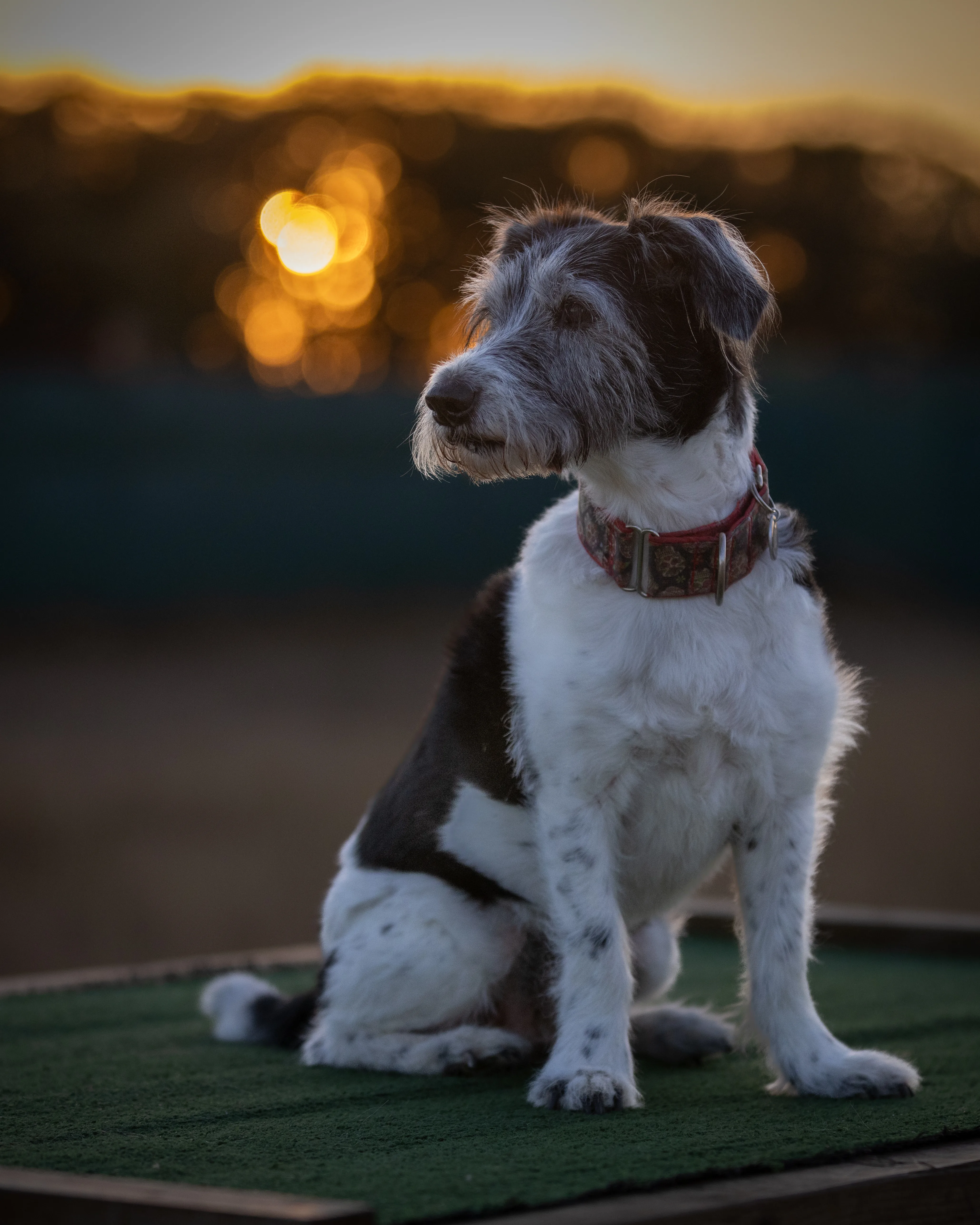 Dog photographed outdoors against a softly illuminated evening background