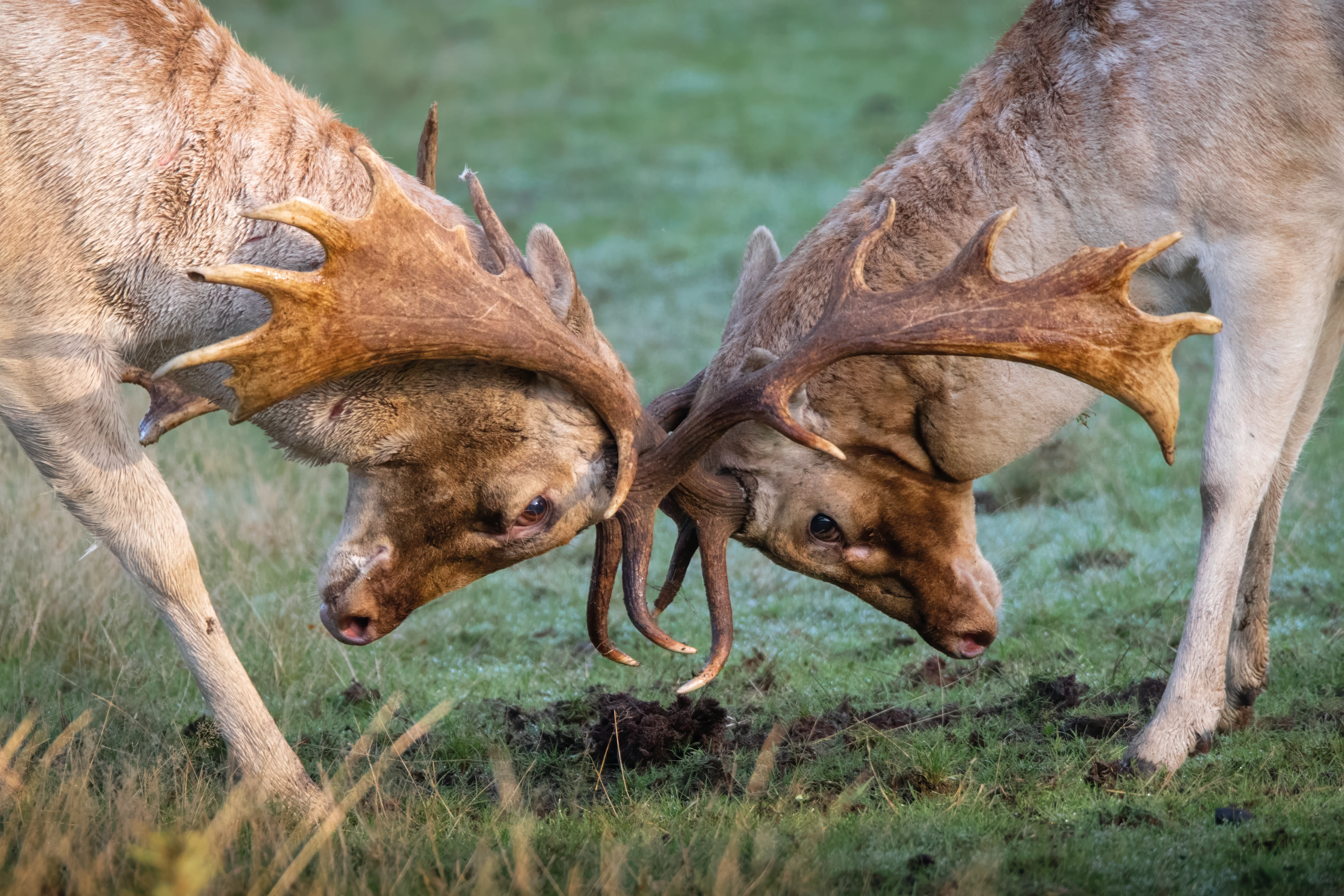 Two male fallow deer locking their broad antlers during the autumn rut