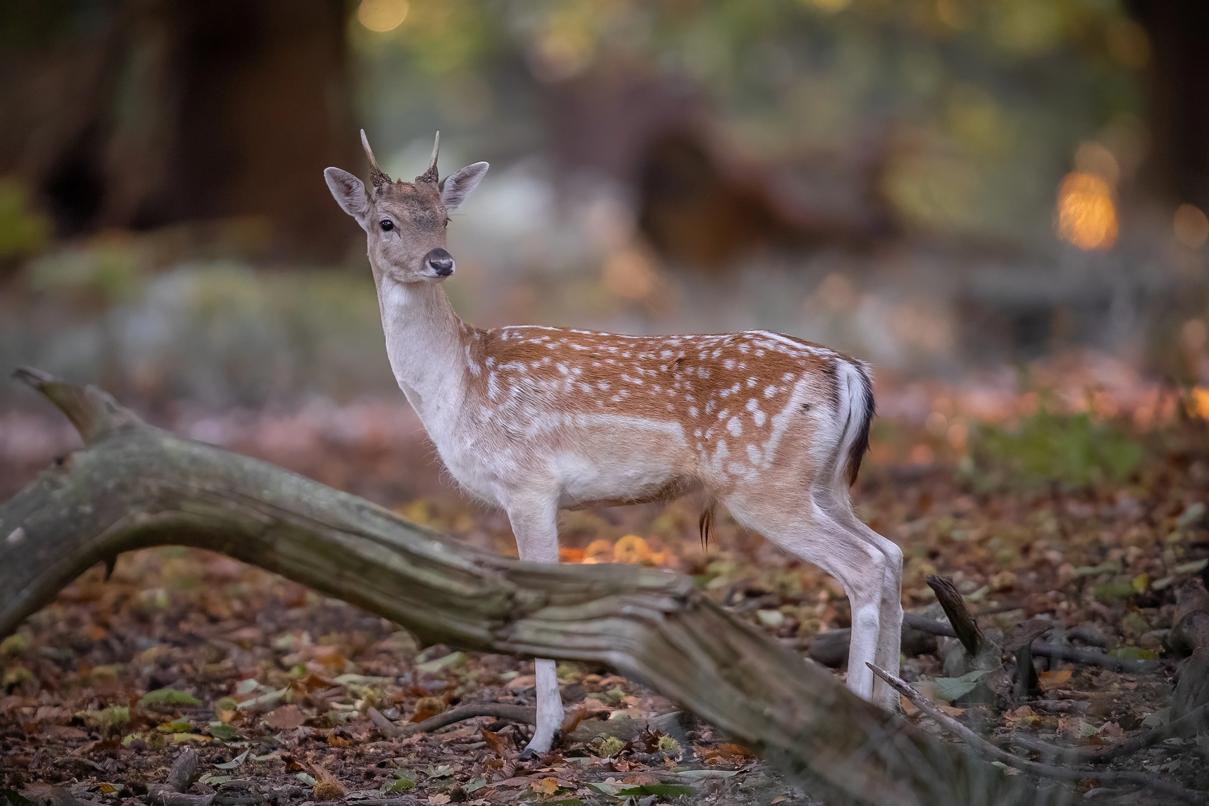 Young male fallow deer standing among fallen branches in autumn woodland