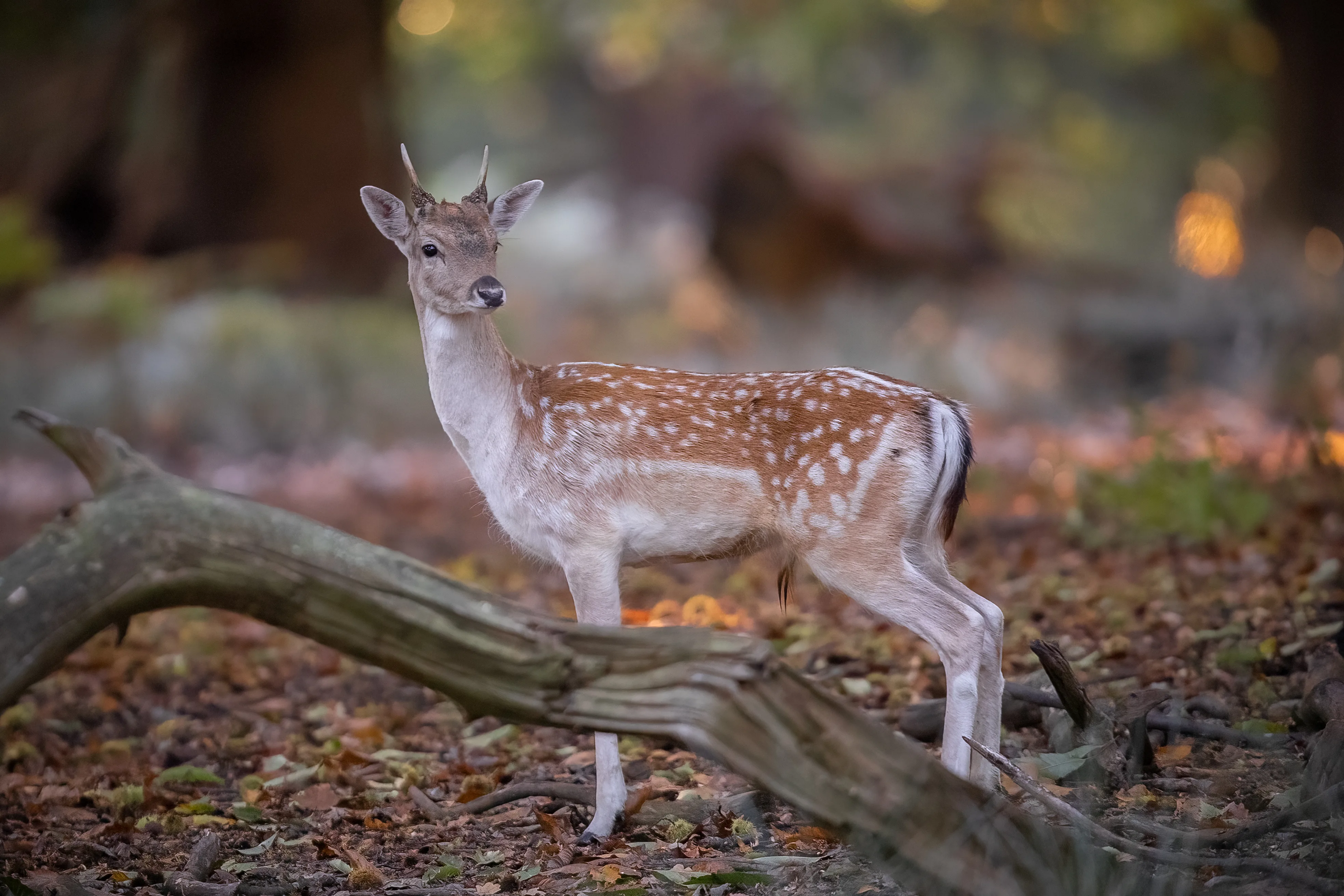 Young male fallow deer standing among fallen branches in autumn woodland