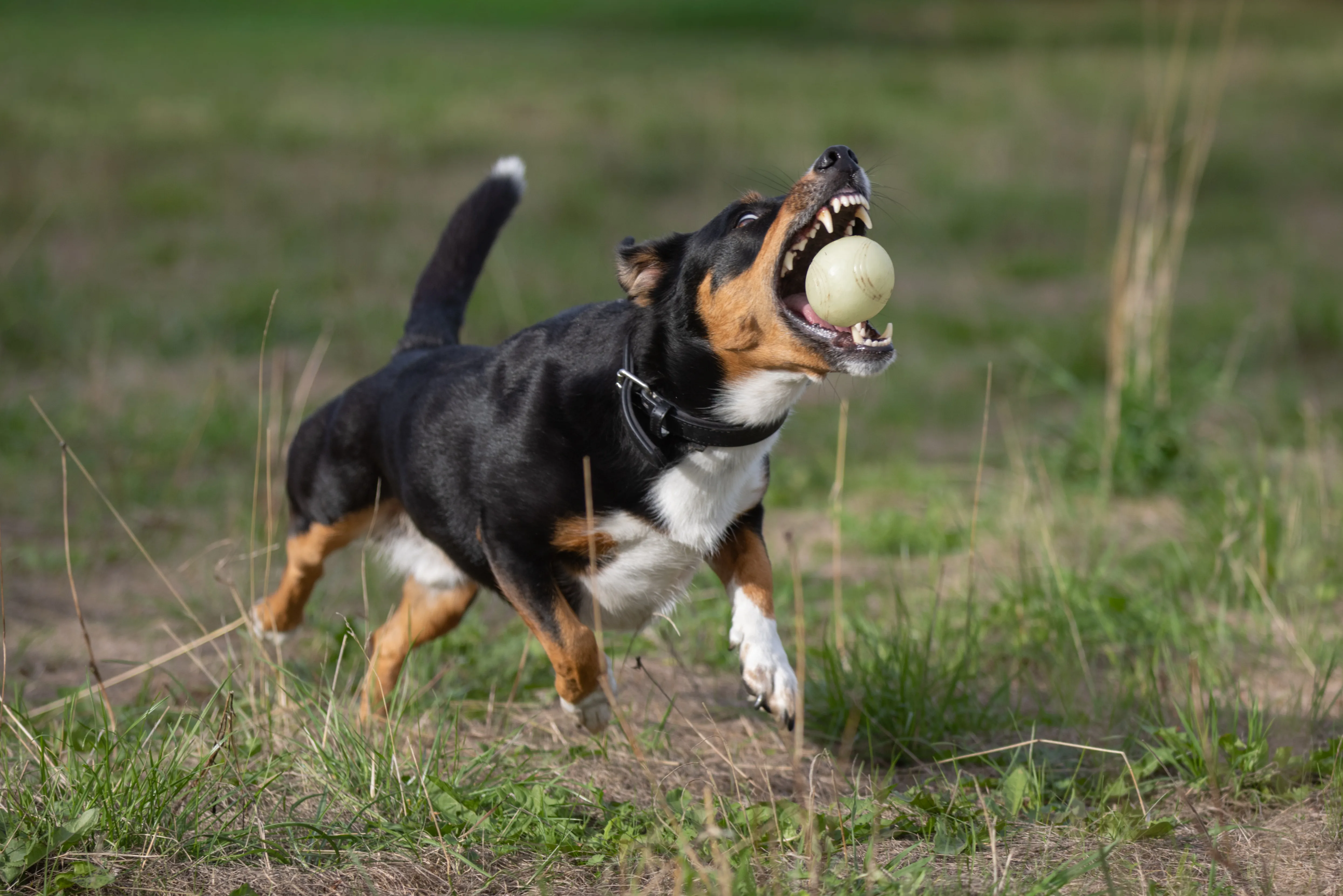 Dog running outdoors during a game of fetch