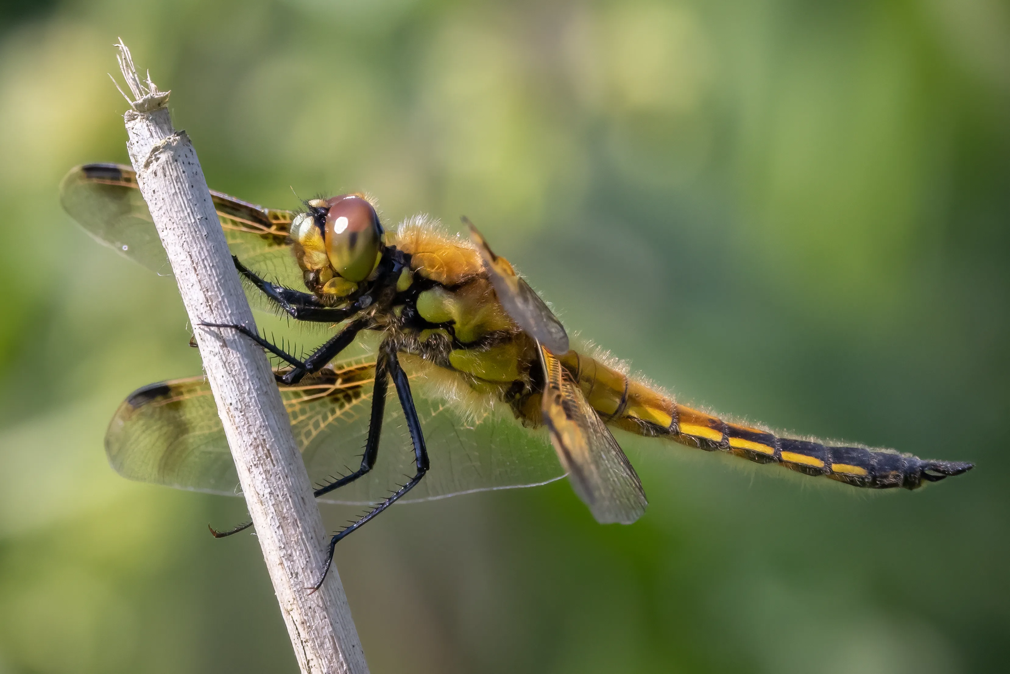 Four-spotted chaser dragonfly resting on a slender stem against a soft green background