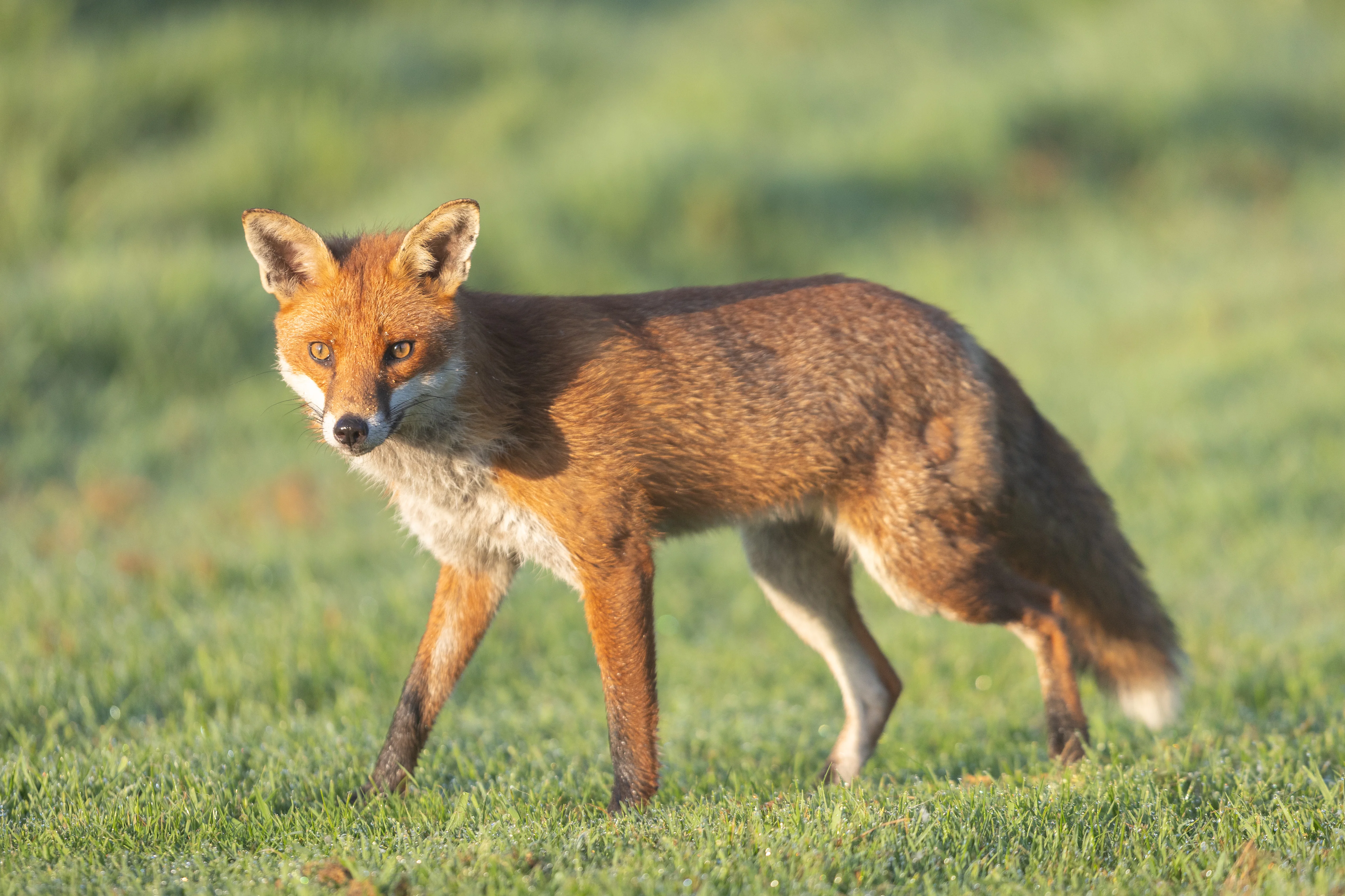 Red fox standing in a grassy meadow