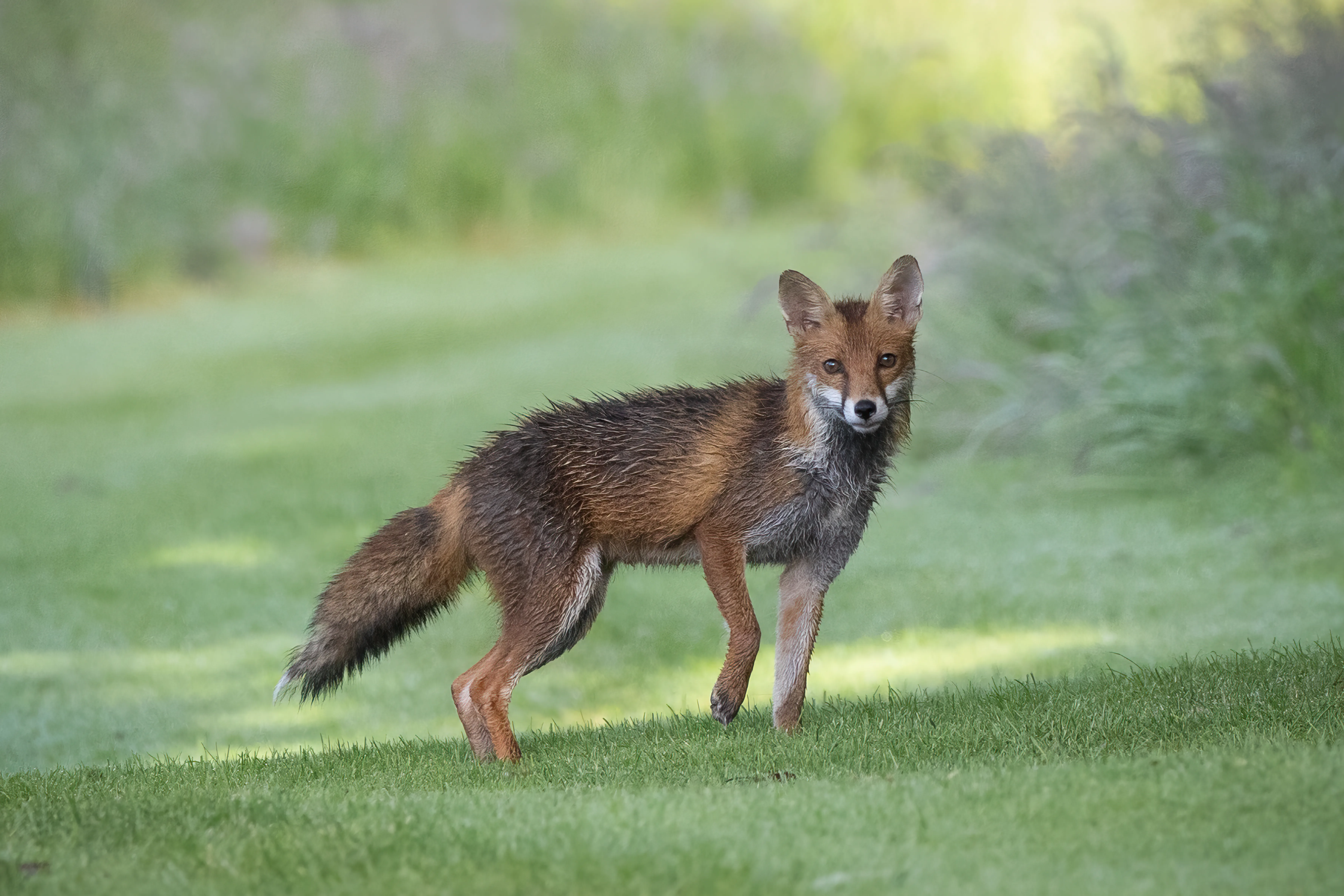 Red fox standing alert in a green field