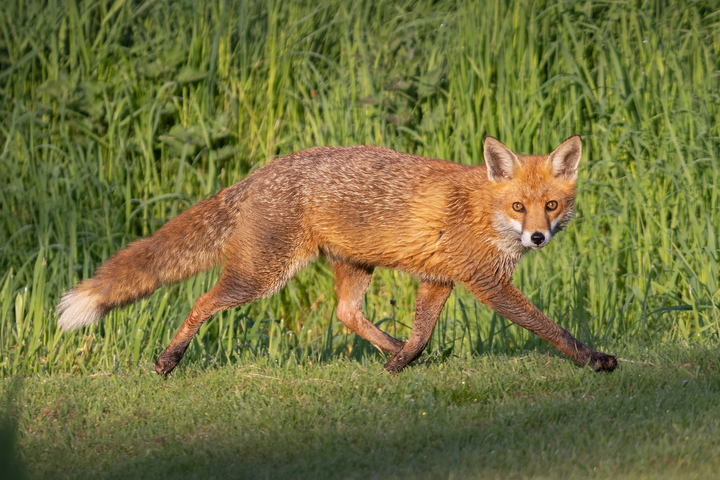 Red fox running across a grassy field