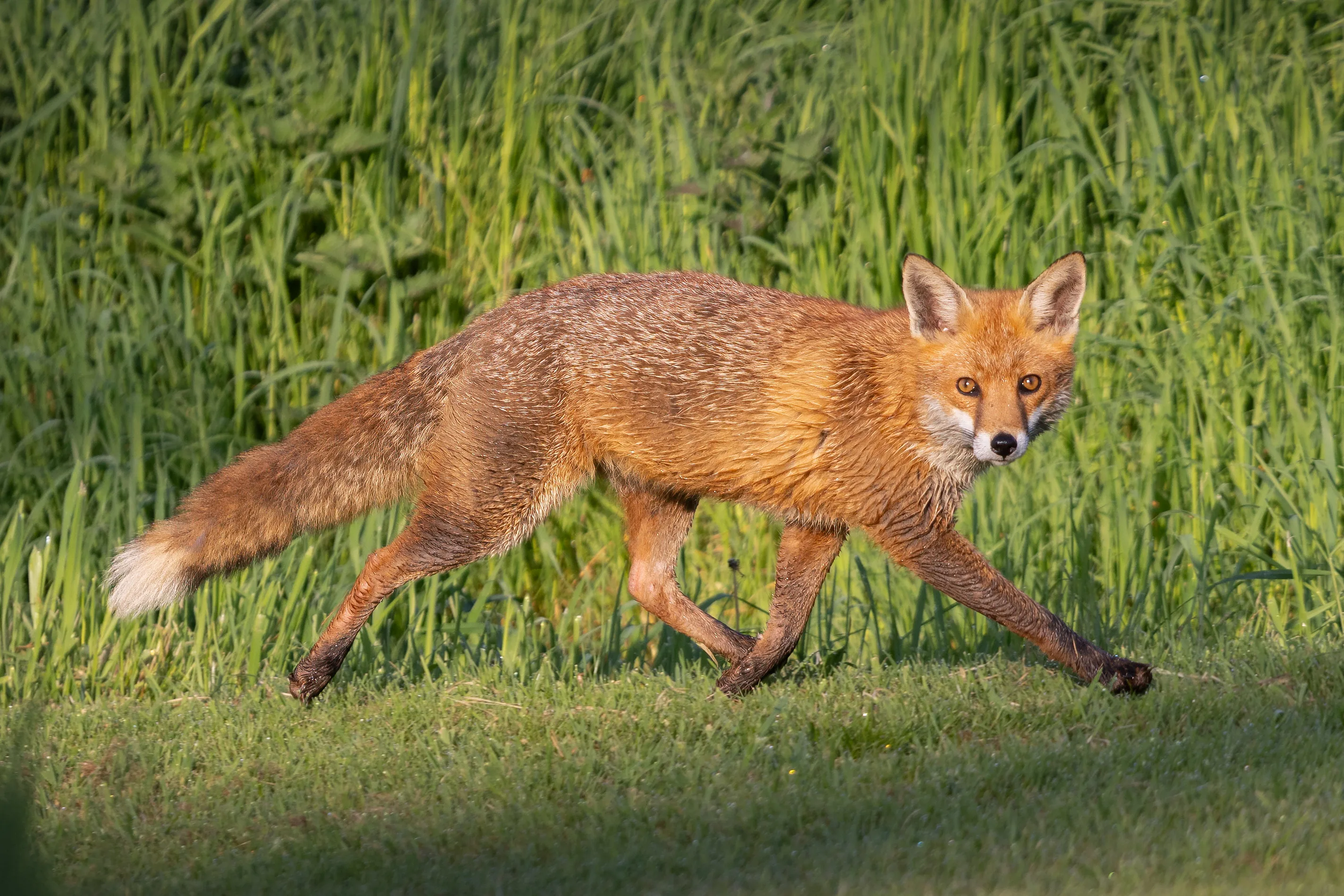Red fox running across a grassy field
