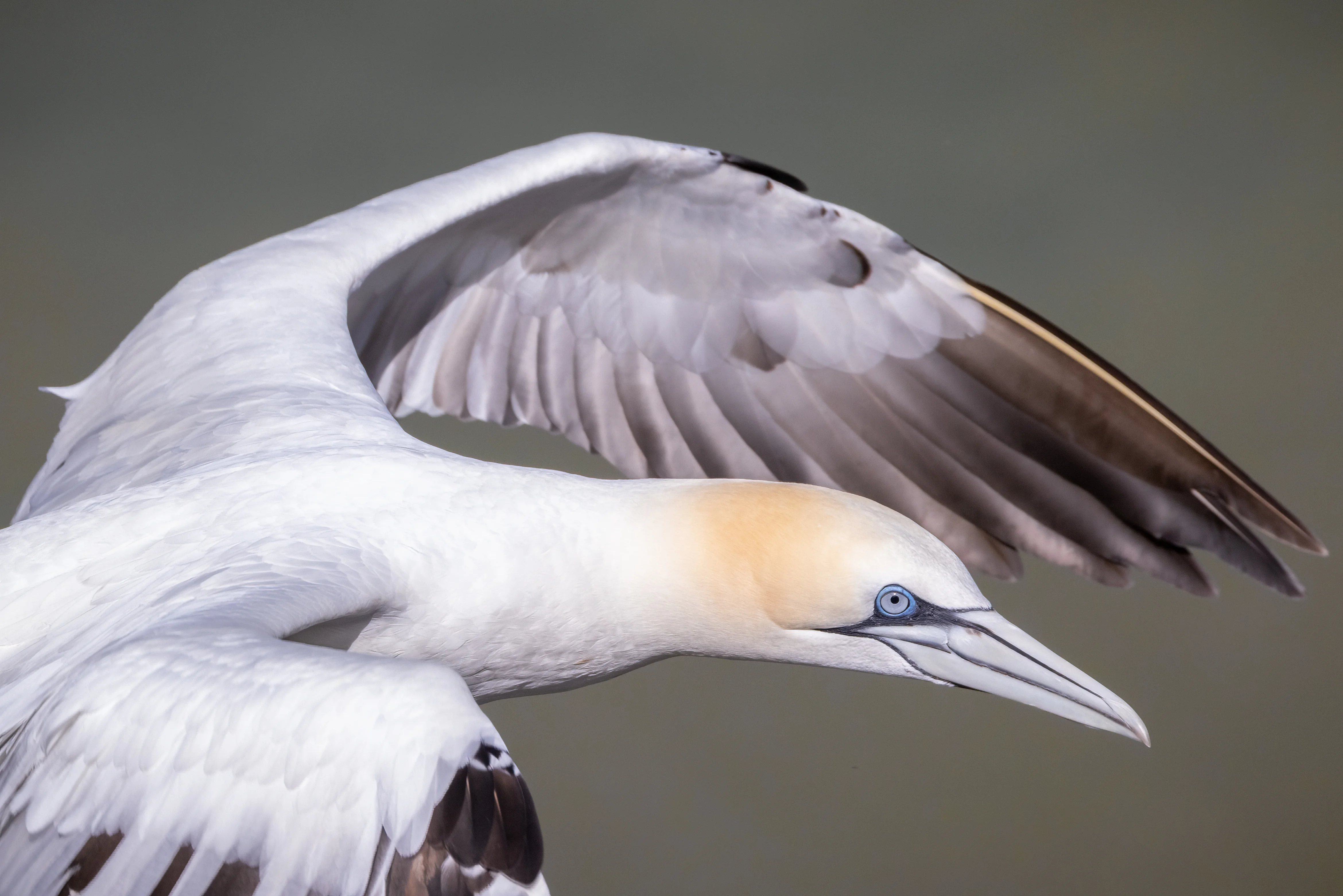Gannet photographed in the wild