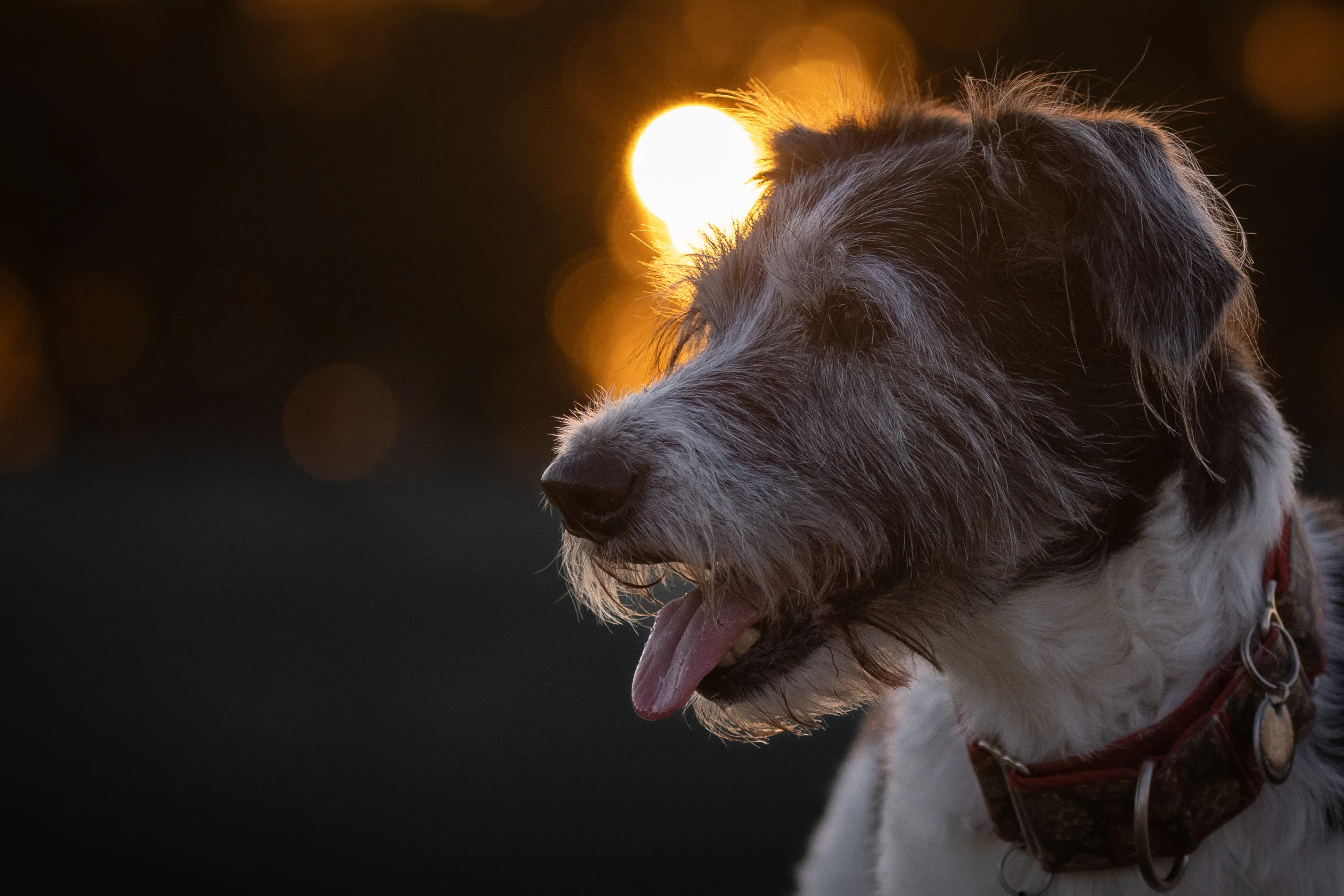 Dog photographed outdoors in warm golden evening sunlight