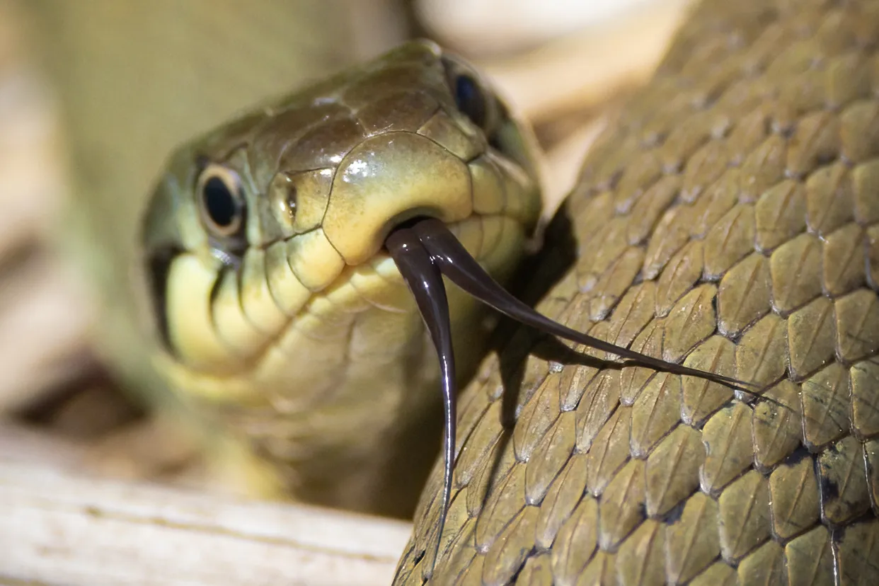 Grass snake with its forked tongue extended