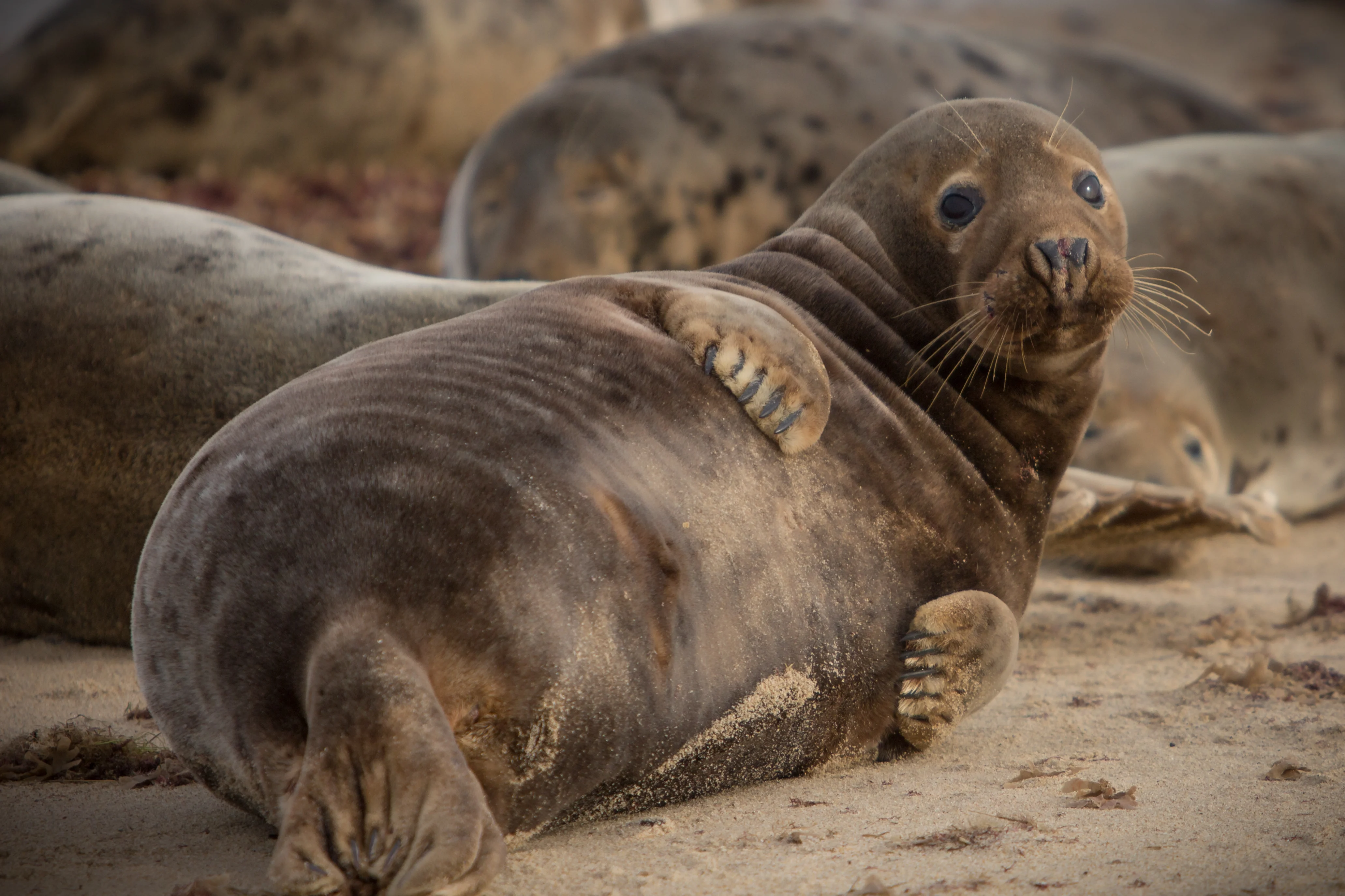 Grey seal resting on a sandy beach among other seals