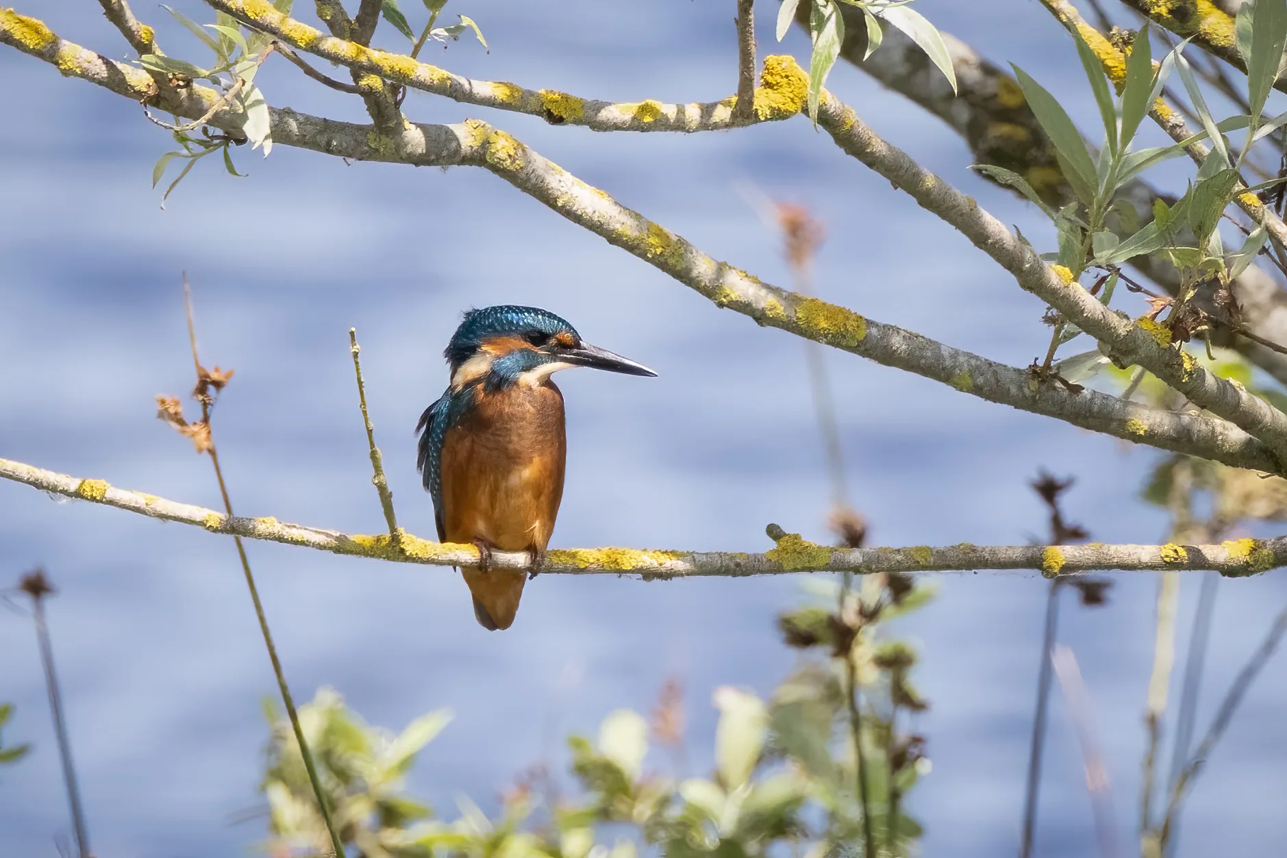 Kingfisher perched