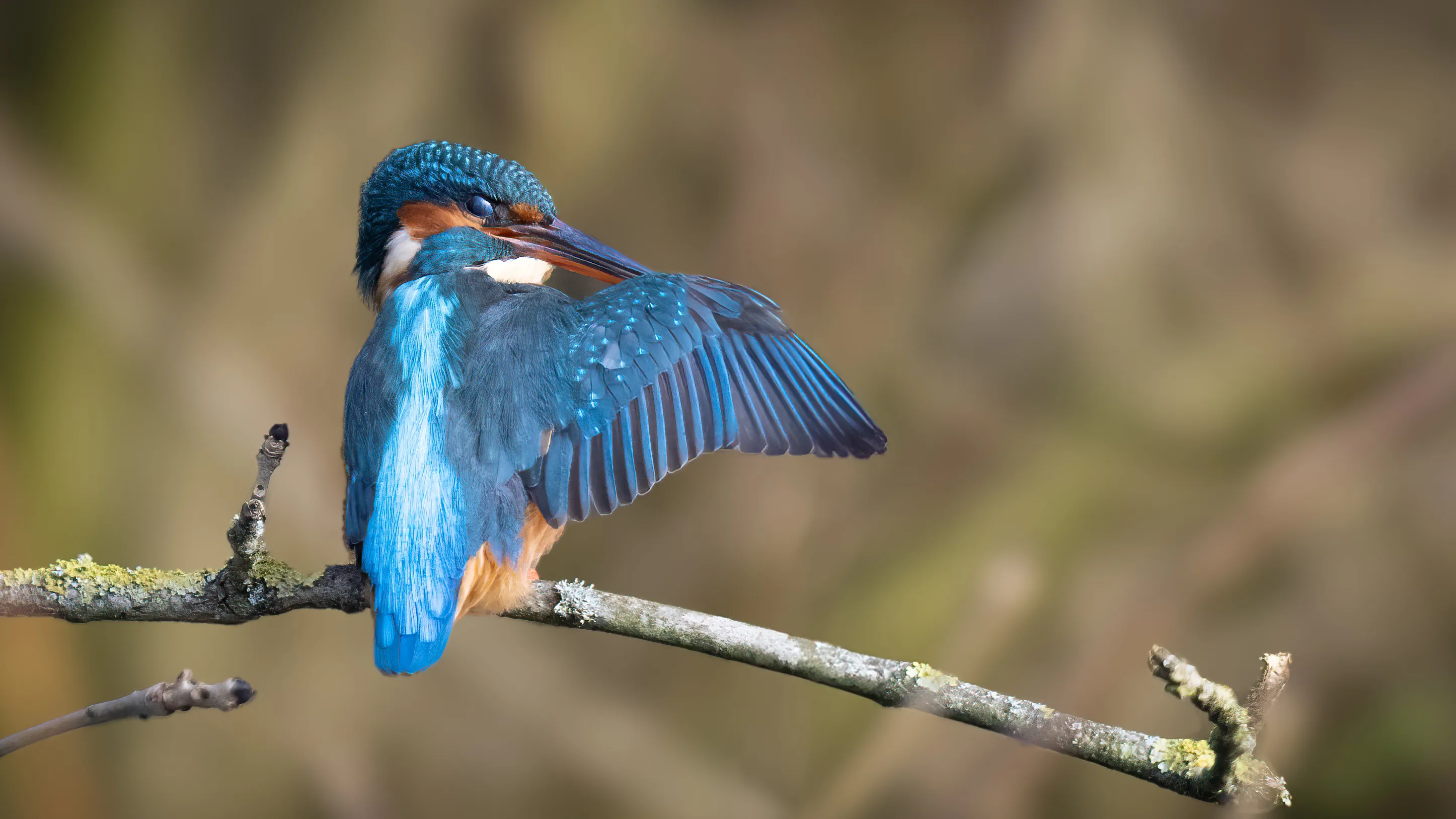 Kingfisher displaying its brilliant blue plumage