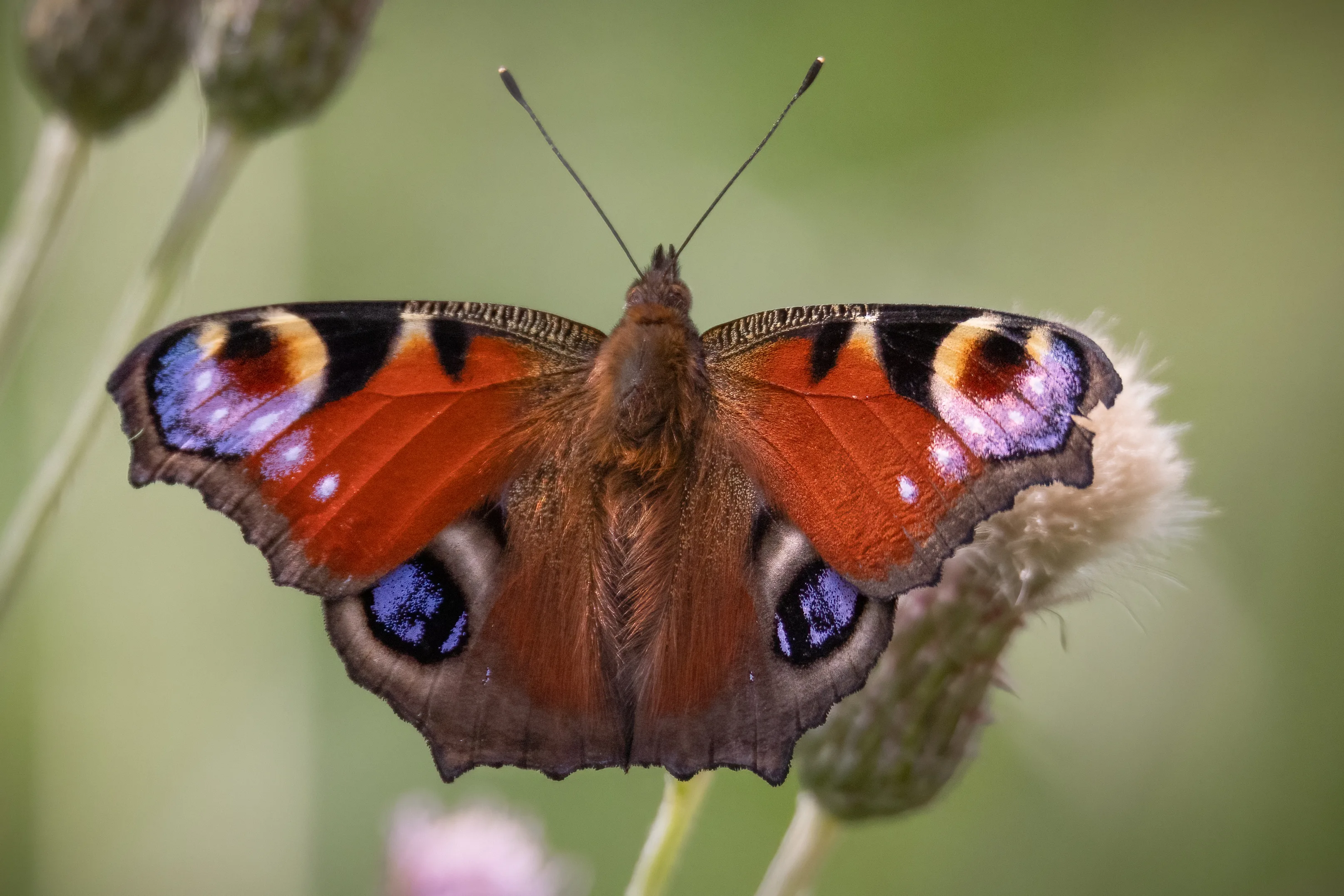 Peacock butterfly resting with its wings spread, displaying distinctive colourful eyespots