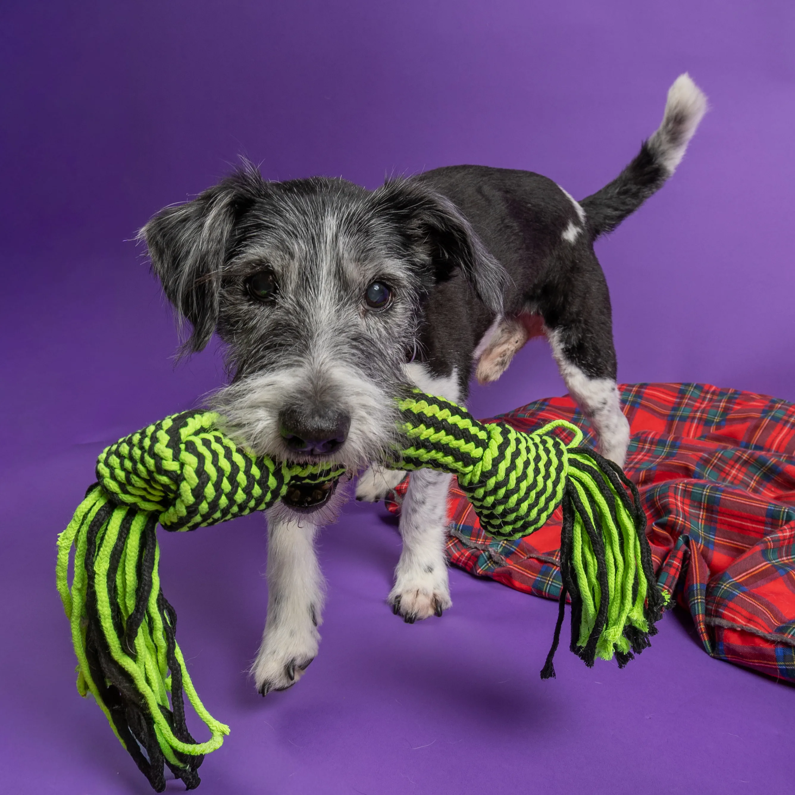 Playful dog photographed with a colourful toy