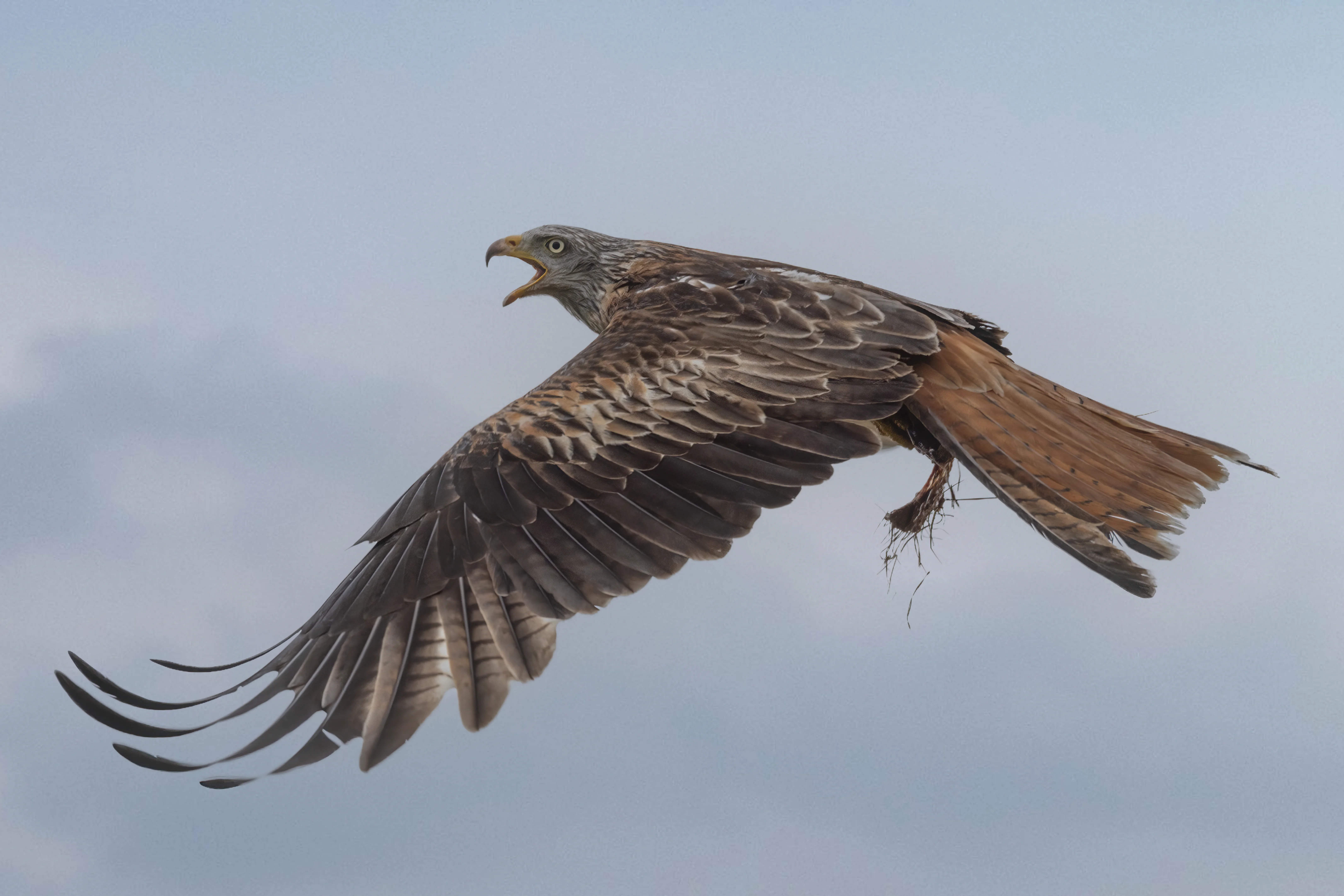 Red kite at a nesting site